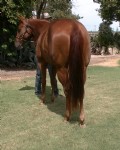3 year old Mare